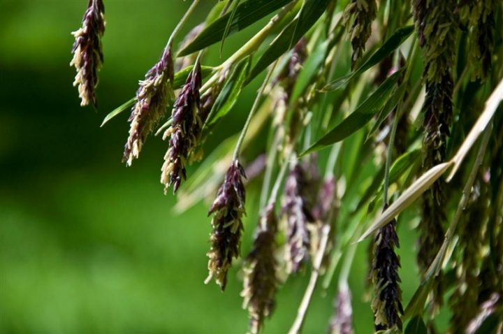 caña colihue en flor. Foto, lasfotosdemarlis blogspot I