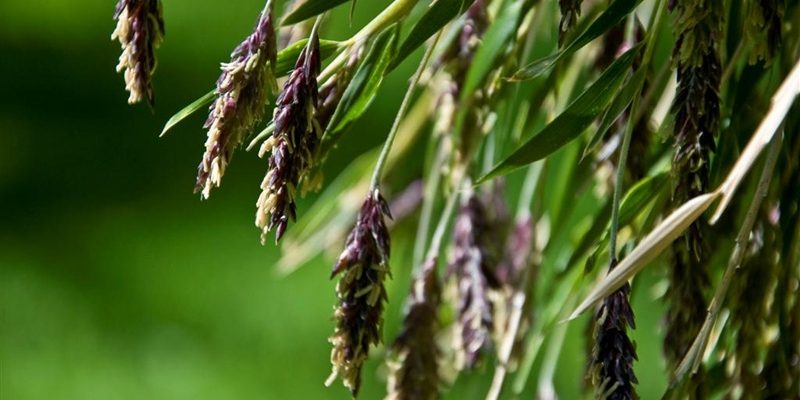caña colihue en flor. Foto, lasfotosdemarlis blogspot I